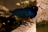 superb starling starlings,birds,colourful,Sturnidae