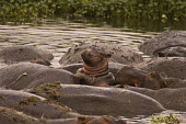 Baby hippo baby hippo,cute,water,swimming