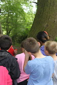 Children in woodland connecting with nature,children,school children,observing,nature children