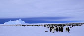 Emperor Penguin colony on the Eckstroem Ice-shelf Penguin,Colony,Ice,Ice-shelf,landscape,Wild,Emperor penguin,Aptenodytes forsteri,Sphenisciformes,Penguins,Spheniscidae,Chordates,Chordata,Ciconiiformes,Herons Ibises Storks and Vultures,Aves,Birds,Aqu