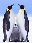 Emperor penguin family on the Eckstroem Ice-shelf Penguin,Chick,Ice,Ice-shelf,Wild,Emperor penguin,Aptenodytes forsteri,Sphenisciformes,Penguins,Spheniscidae,Chordates,Chordata,Ciconiiformes,Herons Ibises Storks and Vultures,Aves,Birds,Aquatic,Apteno