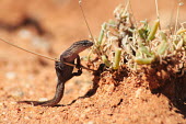 Leaf-toed gecko (Genus: Goggia) in Goegap Nature Reserve reptil,reptile,lizard,south africa,summer,lagarto,arid,desert,succulent,namaqualand,namakwaland,gecko,Goggia,sand.,Wild