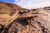 Karoo girdled lizard in Ais/Ais Richtersveld Transfrontier Park, South Africa reptil,reptile,lizard,south africa,summer,lagarto,Richtersveld,arid,desert,Cordylus polyzonus,namibia,namib,Wild