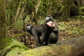 Crested black macaques on log endemic,primate,black,Macaca Nigra Project,Wild,Mammalia,Mammals,Chordates,Chordata,Primates,Old World Monkeys,Cercopithecidae,Omnivorous,Asia,Appendix II,Tropical,Arboreal,Macaca,Endangered,Terrestri