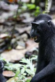 Crested black macaque, half open mouth threat mouth open,threat,display,endemic,primate,black,Macaca Nigra Project,Wild,Mammalia,Mammals,Chordates,Chordata,Primates,Old World Monkeys,Cercopithecidae,Omnivorous,Asia,Appendix II,Tropical,Arboreal,M