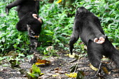 Crested black macaque chasing other aggression,chasing,social behaviour,endemic,primate,black,Macaca Nigra Project,Wild,Mammalia,Mammals,Chordates,Chordata,Primates,Old World Monkeys,Cercopithecidae,Omnivorous,Asia,Appendix II,Tropical,