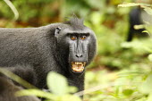 Crested black macaque threat display mouth open,threat,display,endemic,primate,black,Macaca Nigra Project,Wild,Mammalia,Mammals,Chordates,Chordata,Primates,Old World Monkeys,Cercopithecidae,Omnivorous,Asia,Appendix II,Tropical,Arboreal,M