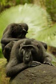 Crested black macaque allogrooming grooming,allogrooming,social behaviour,endemic,primate,black,Macaca Nigra Project,Wild,Mammalia,Mammals,Chordates,Chordata,Primates,Old World Monkeys,Cercopithecidae,Omnivorous,Asia,Appendix II,Tropic