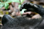 Close up of crested black macaque hand and chin lying down,hand,chin,endemic,primate,black,Macaca Nigra Project,Wild,Mammalia,Mammals,Chordates,Chordata,Primates,Old World Monkeys,Cercopithecidae,Omnivorous,Asia,Appendix II,Tropical,Arboreal,Macaca