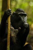 Female crested black macaque holding onto branch with foot foot,female,endemic,primate,black,Macaca Nigra Project,Wild,Mammalia,Mammals,Chordates,Chordata,Primates,Old World Monkeys,Cercopithecidae,Omnivorous,Asia,Appendix II,Tropical,Arboreal,Macaca,Endanger