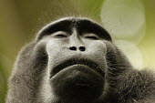 Potrait of crested black macaque with eyes shut portrait,eyes closed,endemic,primate,black,Macaca Nigra Projec,Wild,Mammalia,Mammals,Chordates,Chordata,Primates,Old World Monkeys,Cercopithecidae,Omnivorous,Asia,Appendix II,Tropical,Arboreal,Macaca,