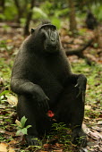 Male crested black macaque sitting showing red scrotum Male,scrotum,sexual display,endemic,primate,black,Macaca Nigra Project,Wild,Mammalia,Mammals,Chordates,Chordata,Primates,Old World Monkeys,Cercopithecidae,Omnivorous,Asia,Appendix II,Tropical,Arboreal