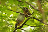 Pair of ochre-bellied boobook in tree pair,Wild,True Owls,Strigidae,Owls,Strigiformes,Aves,Birds,Chordates,Chordata