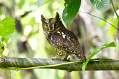 Sulawesi scops owl perched in tree perched,Wild