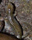 Toyko Salamander (Hynobius tokyoensis) Female Tokyo Salamander,Hynobiid Salamander,Hynobius tokyoensis,Vulnerable,Captive,Temperate,Animalia,tokyoensis,Hynobiidae,Hynobius,Caudata,Wetlands,Amphibia,Asia,Chordata,Terrestrial,IUCN Red List