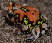 Malagasy Rainbow Burrowing Frog (Scaphiophyrne gottlebei) Rainbow Burrowing Frog,Malagasy Rain Frog,Scaphiophyrne gottlebei,Endangered,Captive