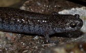 Tokyo Salamander (Hynobius toykoensis) Male Tokyo Salamander,Hynobiid Salamander,Hynobius tokyoensis,Vulnerable,Captive