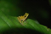 Tree frog frogs,amphibians