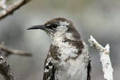 Floreana mockingbird close up Adult,Mimidae,South America,Mimus,Scrub,Aves,Critically Endangered,trifasciatus,Omnivorous,Animalia,Flying,Terrestrial,Passeriformes,Chordata,IUCN Red List