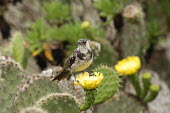 Floreana mockingbird perched on flower Perched,Endemic,Galapagos,Mimidae,South America,Mimus,Scrub,Aves,Critically Endangered,trifasciatus,Omnivorous,Animalia,Flying,Terrestrial,Passeriformes,Chordata,IUCN Red List