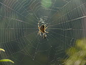 full tummy = happy tummy spider,spider's web,web,Bristol