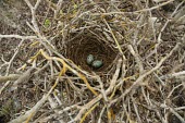 Floreana mockingbird nest with eggs Egg,Mimidae,South America,Mimus,Scrub,Aves,Critically Endangered,trifasciatus,Omnivorous,Animalia,Flying,Terrestrial,Passeriformes,Chordata,IUCN Red List