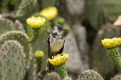 Floreana mockingbird on flower Adult,Mimidae,South America,Mimus,Scrub,Aves,Critically Endangered,trifasciatus,Omnivorous,Animalia,Flying,Terrestrial,Passeriformes,Chordata,IUCN Red List