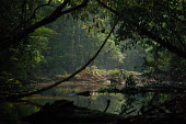 Jungle river wild places,wilderness,natural beauty,middle of nowhere,river,jungle,rainforest