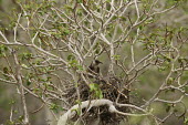 Floreana mockingbird perching in nest Nest,Perched,Endemic,Galapagos,Mimidae,South America,Mimus,Scrub,Aves,Critically Endangered,trifasciatus,Omnivorous,Animalia,Flying,Terrestrial,Passeriformes,Chordata,IUCN Red List