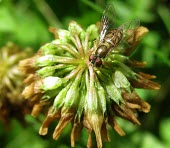Toxomerus marginatus Toxomerus marginatus,hoverfly,pollinator,pollination