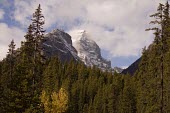 Canadian forest alpine forest,forests,woodland,pine forest,snow,snow capped mountain,pine