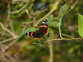 Red admiral butterflies,perching,Nymphalidae,Brush-Footed Butterflies,Lepidoptera,Butterflies, Skippers, Moths,Arthropoda,Arthropods,Insects,Insecta,Urban,North America,Europe,Flying,Common,Fluid-feeding,Agricult