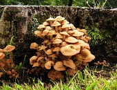Mushrooms Fungi,mushroom,fruiting body