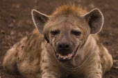 Spotted hyaena wild dogs,portrait,teeth,face,Chordates,Chordata,Hyaenidae,Hyenas, Aardwolves,Carnivores,Carnivora,Mammalia,Mammals,Savannah,crocuta,Carnivorous,Least Concern,Africa,Tropical,Desert,Sub-tropical,Crocu