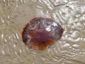 Lion's mane jellyfish Jellyfish,dead jellyfish,Atlantic,Scyphozoa,Semaeostomeae,Cnidaria,Aquatic,Carnivorous,Arctic,IUCN Red List,Pacific,Ocean,Cyanea,Animalia,Marine,Cyaneidae,Not Evaluated