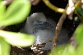 Wedge-tailed shearwater Chick,baby bird,shearwater,nesting,Ciconiiformes,Herons Ibises Storks and Vultures,Chordates,Chordata,Procellariidae,Shearwaters and Petrels,Aves,Birds,Coastal,Carnivorous,Puffinus,Shore,Aquatic,Marin
