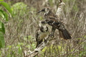 Two Floreana mockingbirds perched on branch Perched,Pair,Branch,Endemic,Galapagos,Mimidae,South America,Mimus,Scrub,Aves,Critically Endangered,trifasciatus,Omnivorous,Animalia,Flying,Terrestrial,Passeriformes,Chordata,IUCN Red List