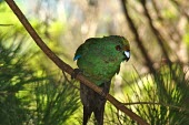 Front profile of male Malherbe's parakeet Adult,Adult Male,Flying,Animalia,Aves,Terrestrial,Forest,Chordata,Critically Endangered,IUCN Red List,Psittaciformes,Cyanoramphus,Omnivorous,Psittacidae,Australia