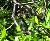 Uhler's Sundragons (Helocordulia uhleri) mating Dragonfly,mating,reproduction,wheel formation,wheel position,Odonata