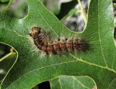 Gypsey moth (Lymantria dispar) caterpillar Gypsey moth,Lymantria dispar,moths,caterpillar
