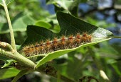 Gypsey moth (Lymantria dispar) caterpillar Gypsey moth,Lymantria dispar,moths,caterpillar