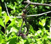 Uhler's Sundragons (Helocordulia uhleri) mating Dragonfly,mating,reproduction,wheel formation,wheel position,Odonata