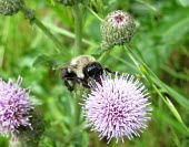 Common Eastern Bumble Bee (Bombus impatiens) pollinating Cursed Thistle (Cirsium arvense) Bees,pollinator,pollination,bumble bee,common eastern bumble bee,Bombus impatiens,flowers