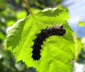 Gypsey Moth (Lymantria dispar) caterpillar Gypsey moth,Lymantria dispar,moths,caterpillar