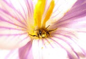 Hornfaced Bee (Osmia cornifrons) on a Crocus Hornfaced bee,horn-faced bee,bees,Osmia cornifrons,pollinators
