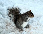 Eastern gray squirrel (Sciurus carolinensis) Gray squirrel,grey squirrel,Sciurus carolinensis,snow,Rodents,Rodentia,Squirrels, Chipmunks, Marmots, Prairie Dogs,Sciuridae,Chordates,Chordata,Mammalia,Mammals,Temperate,Terrestrial,Omnivorous,Sciuru