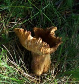 Mushroom Fungi,mushroom,fruiting body