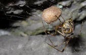Common House Spider (Parasteatoda tepidariorum) Common house spider,Parasteatoda tepidariorum,Aranidae,spiders