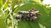 Pine tree spur-throat grasshoppers (Melanoplus punctulatus) mating Pine tree spur-throat grasshoppers,Melanoplus punctulatus,insects,reproduction,mating