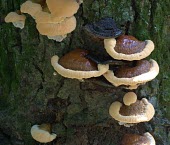 Mushrooms Fungi,mushroom,fruiting body